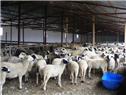 Alpsan Keçi Ve Koyun Çiftliği - İzmir